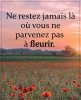 ne restez jamais ou vous ne pourrez pas fleurir.jpg