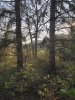 cabane-arbres-1.jpg
