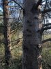 cabanes-arbres-2.jpg