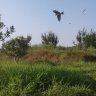 sapyran