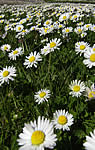 3-marguerites.jpg
