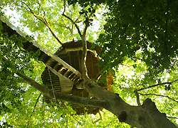 Cabanes perchées, les règles pour construire dans les arbres